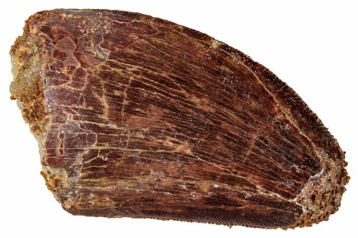 Serrated, Carcharodontosaurus Tooth - Real Dinosaur Tooth #267775